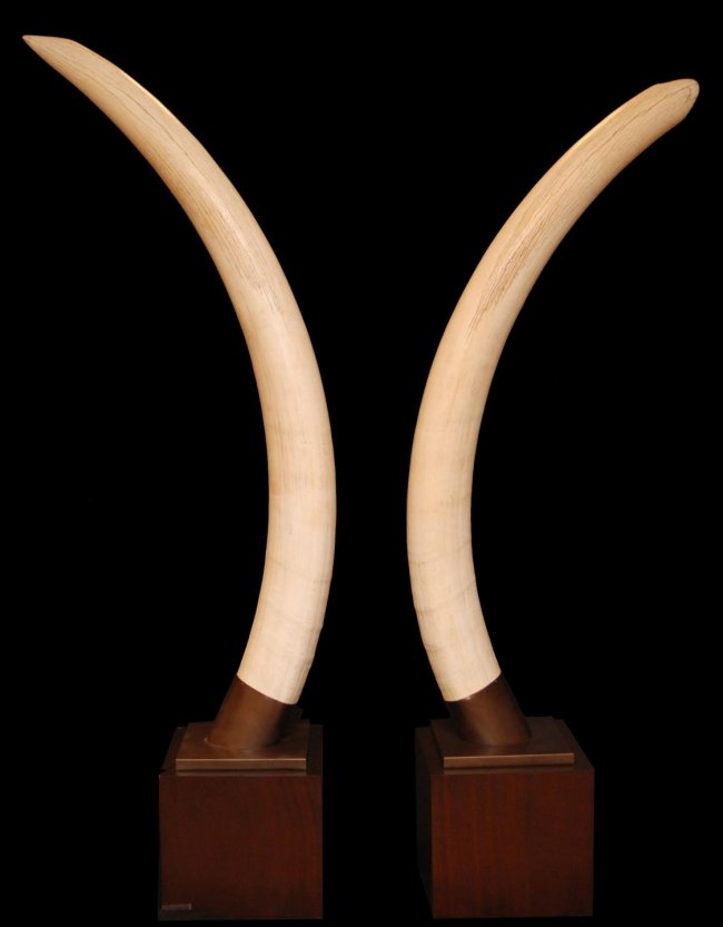 99: PAIR OF ELEPHANT IVORY TUSKS ON STANDS OVER 6' : Lot 99