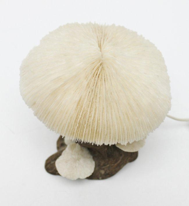 127 Coral and Wood Mushroom Lamp Lot 127