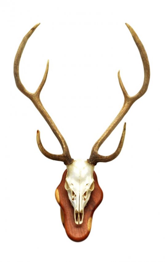 119: MESQUITE MOUNTED AXIS DEER SKULL & ANTLERS : Lot 119