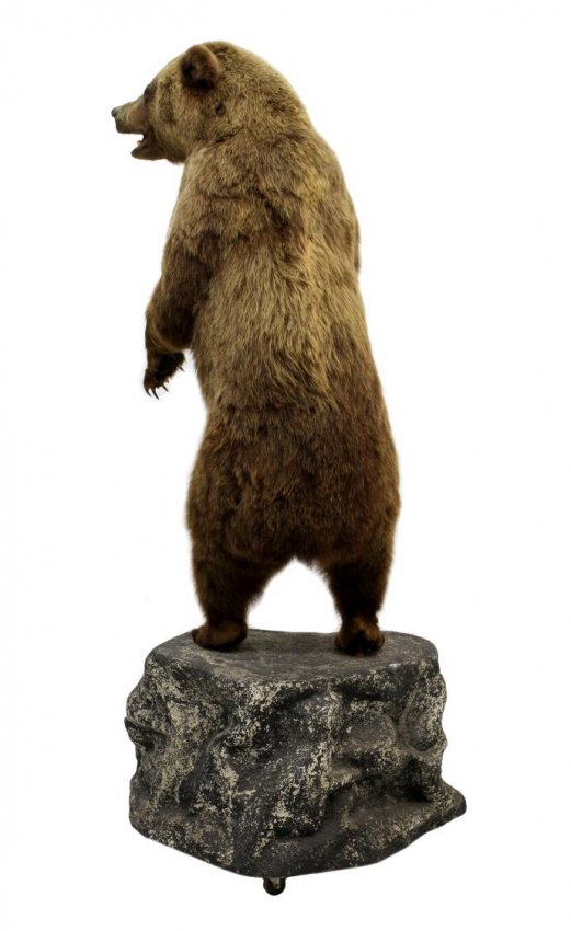 grizzly bear mounts